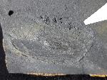 Crickites sahlgrundensis MATERN 1931 - Bild © FossNet FossilienStore